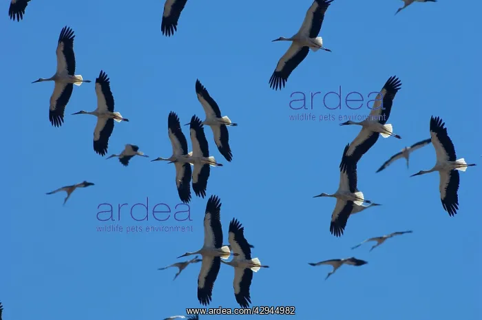 : White Storks - In flight migrating in the heat : White Storks - In flight migrating in the heat