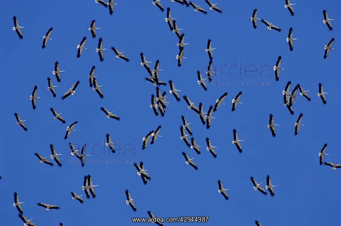 : White Storks - In flight migrating in the heat : White Storks - In flight migrating in the heat