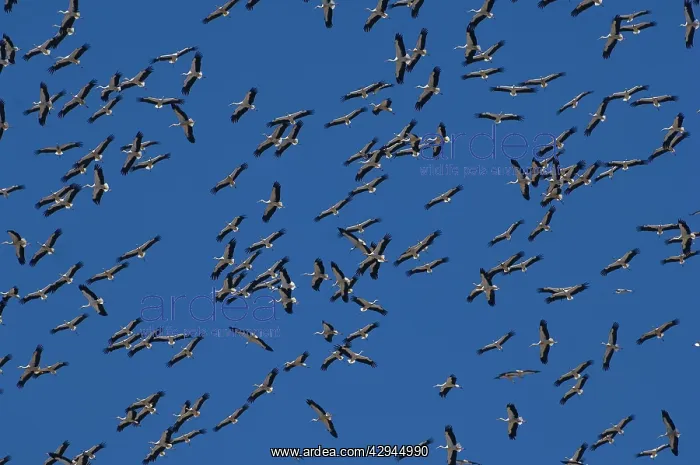 : White Storks - In flight migrating in the heat : White Storks - In flight migrating in the heat
