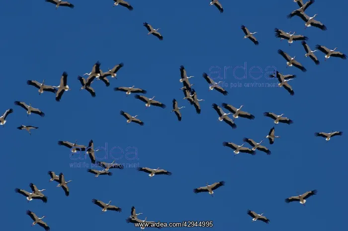 : White Storks - In flight migrating in the heat : White Storks - In flight migrating in the heat