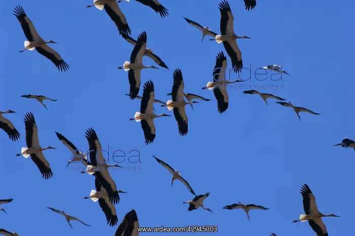 : White Storks - In flight migrating in the heat : White Storks - In flight migrating in the heat