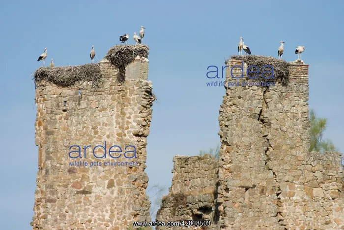 : White Storks - Massive nests built on the ruined : White Storks - Massive nests built on the ruined