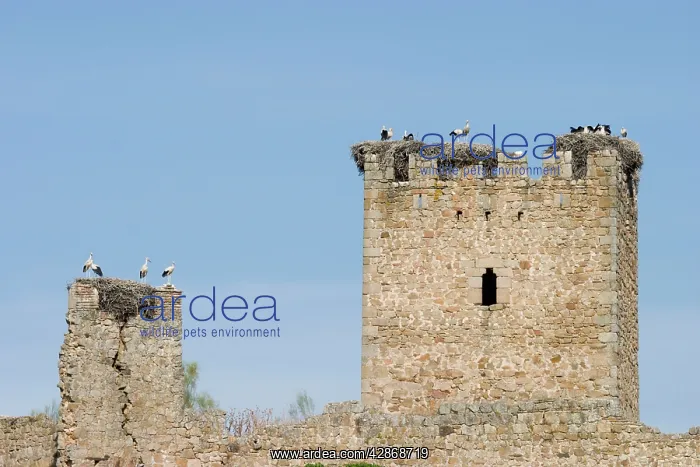 : White Storks - Massive nests built on the ruined : White Storks - Massive nests built on the ruined