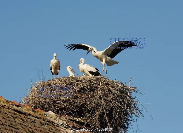 : White Storks - nesting on the roof : White Storks - nesting on the roof
