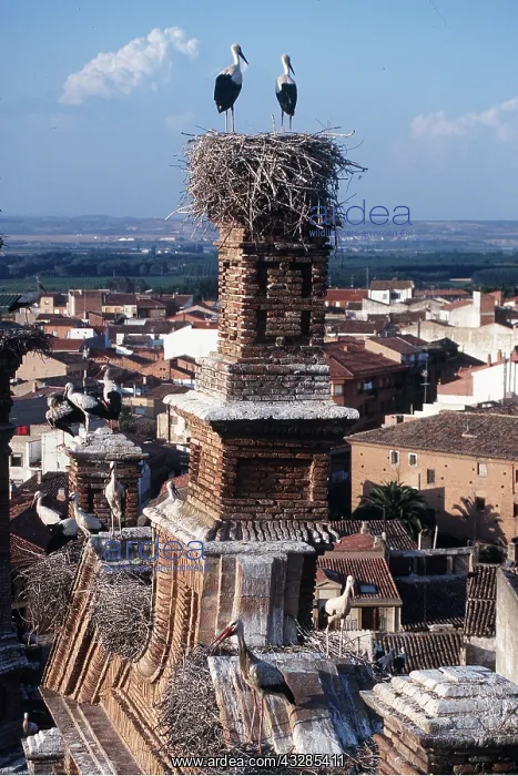 : WHITE STORKS - nesting on rooves chimney tops : WHITE STORKS - nesting on rooves chimney tops