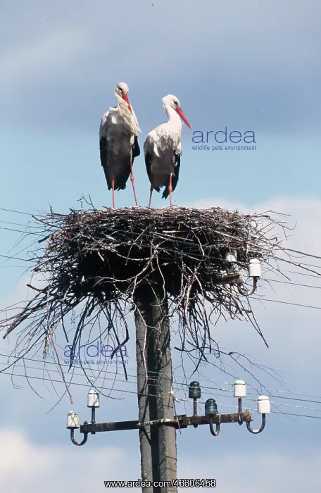 : WHITE STORKS - x two, nesting on pylon : WHITE STORKS - x two, nesting on pylon