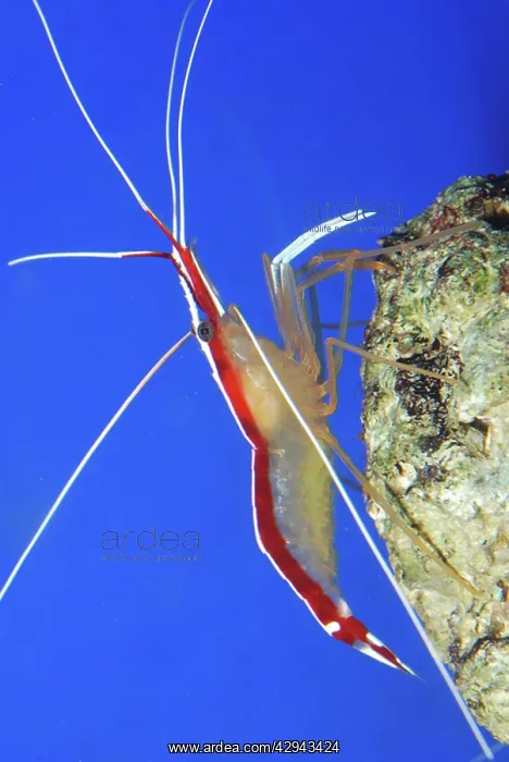 : White Striped Cleaner Shrimp : White Striped Cleaner Shrimp
