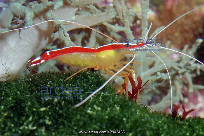 : White Striped Cleaner Shrimp : White Striped Cleaner Shrimp