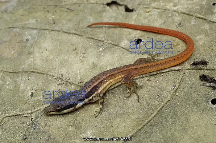: White-striped eyed lizard : White-striped eyed lizard