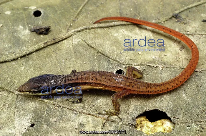 : White-striped eyed lizard : White-striped eyed lizard