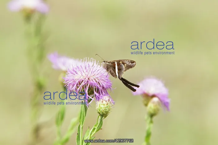 : White-striped Longtail Butterfly : White-striped Longtail Butterfly
