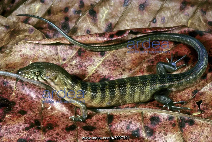 : White-striped Skink : White-striped Skink