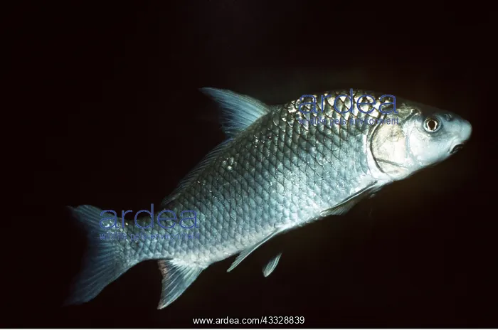 : WHITE SUCKER FISH - SIDEVIEW : WHITE SUCKER FISH - SIDEVIEW