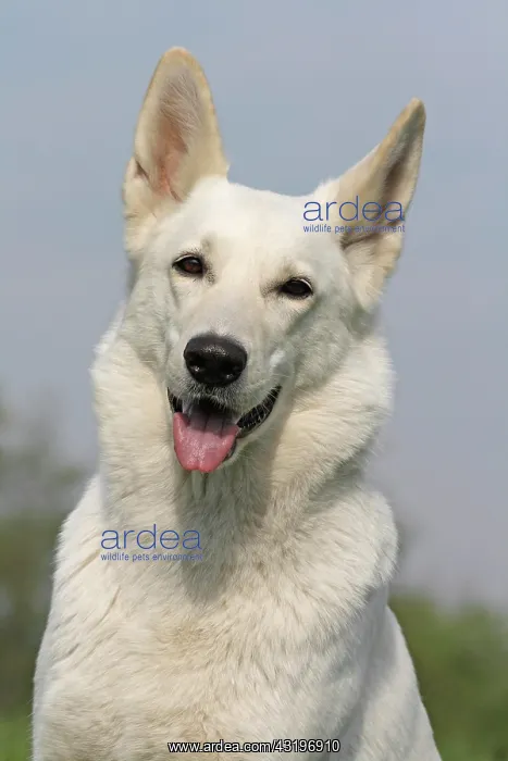 : White Swiss Shepherd, Berger Blanc Suisse, portrait : White Swiss Shepherd, Berger Blanc Suisse, portrait