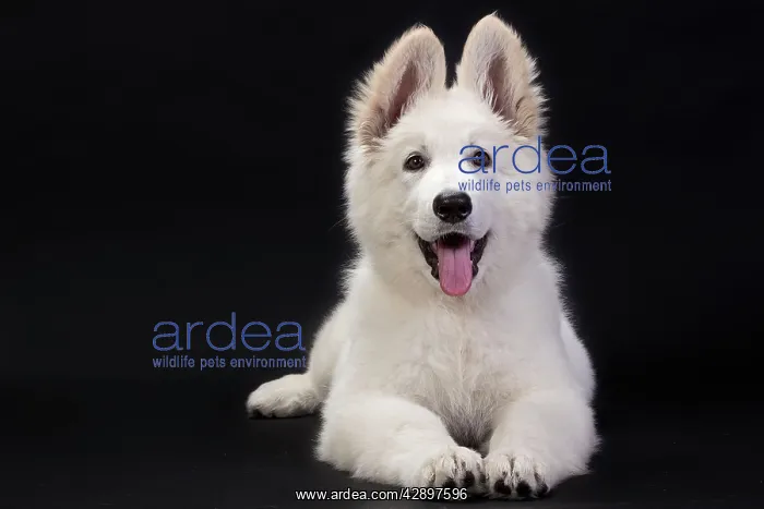  : White Swiss Shepherd Dog