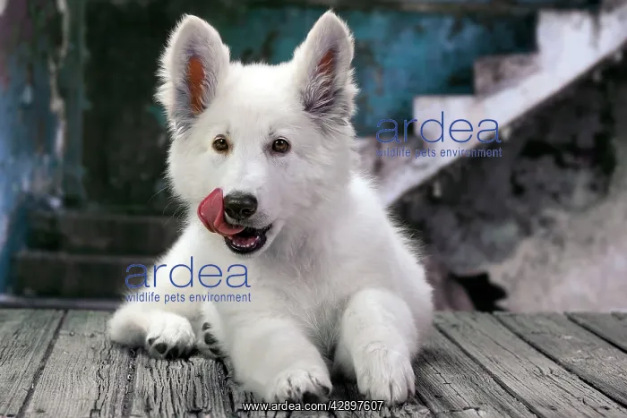  : White Swiss Shepherd Dog