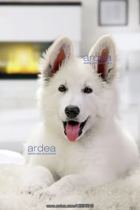  : White Swiss Shepherd Dog