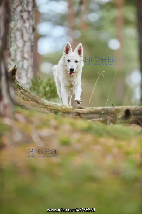  : White Swiss Shepherd Dog (Berger Blanc Suisse)