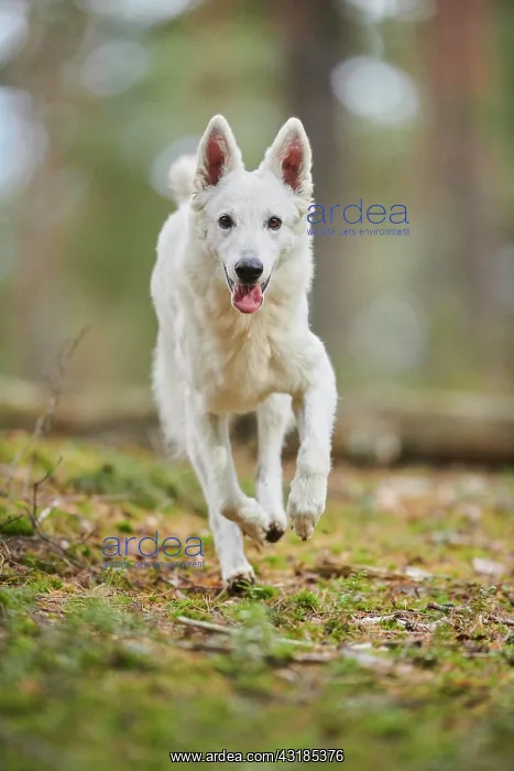 : White Swiss Shepherd Dog (Berger Blanc Suisse) : White Swiss Shepherd Dog (Berger Blanc Suisse)