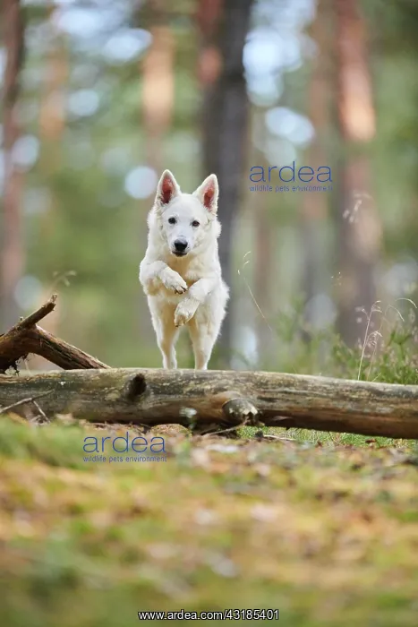 : White Swiss Shepherd Dog (Berger Blanc Suisse) : White Swiss Shepherd Dog (Berger Blanc Suisse)
