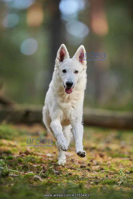 : White Swiss Shepherd Dog (Berger Blanc Suisse) : White Swiss Shepherd Dog (Berger Blanc Suisse)