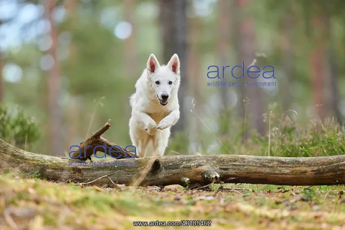 : White Swiss Shepherd Dog (Berger Blanc Suisse) : White Swiss Shepherd Dog (Berger Blanc Suisse)