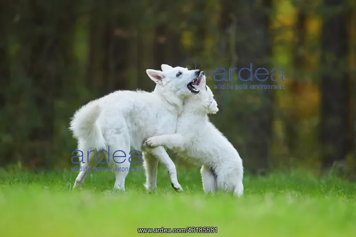 : White Swiss Shepherd Dog (Berger Blanc Suisse) mother : White Swiss Shepherd Dog (Berger Blanc Suisse) mother