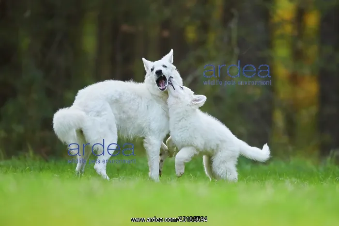 : White Swiss Shepherd Dog (Berger Blanc Suisse) mother : White Swiss Shepherd Dog (Berger Blanc Suisse) mother