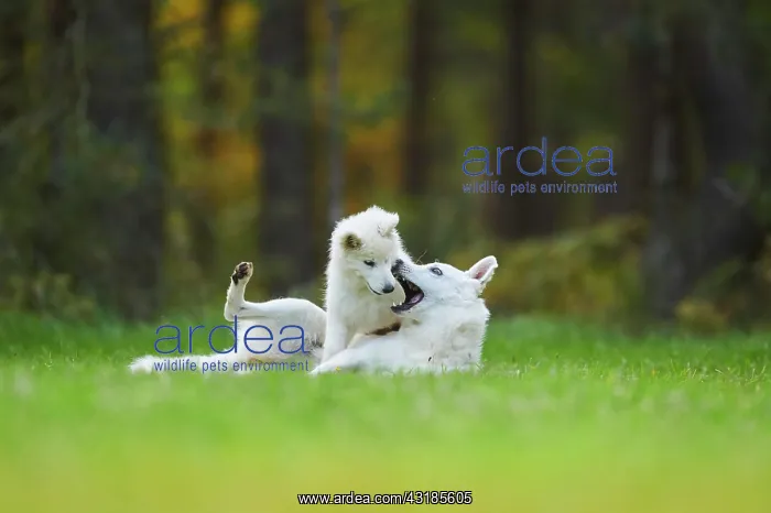 : White Swiss Shepherd Dog (Berger Blanc Suisse) mother : White Swiss Shepherd Dog (Berger Blanc Suisse) mother