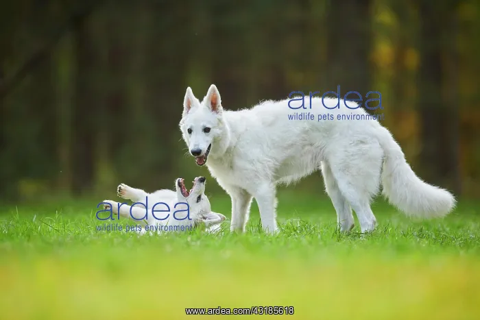 : White Swiss Shepherd Dog (Berger Blanc Suisse) mother : White Swiss Shepherd Dog (Berger Blanc Suisse) mother