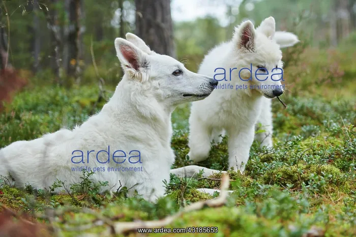 : White Swiss Shepherd Dog (Berger Blanc Suisse) mother : White Swiss Shepherd Dog (Berger Blanc Suisse) mother