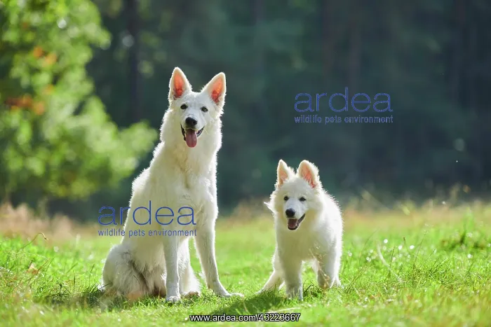 : White Swiss Shepherd Dog (Berger Blanc Suisse) mother : White Swiss Shepherd Dog (Berger Blanc Suisse) mother