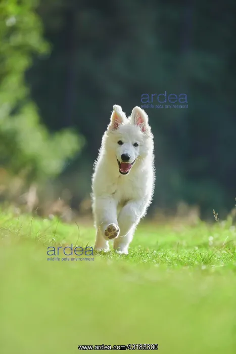: White Swiss Shepherd Dog (Berger Blanc Suisse) puppy : White Swiss Shepherd Dog (Berger Blanc Suisse) puppy