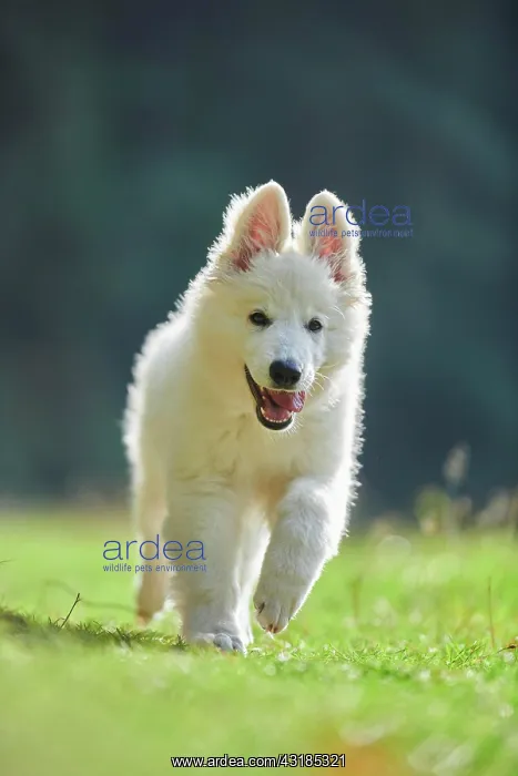 : White Swiss Shepherd Dog (Berger Blanc Suisse) puppy : White Swiss Shepherd Dog (Berger Blanc Suisse) puppy