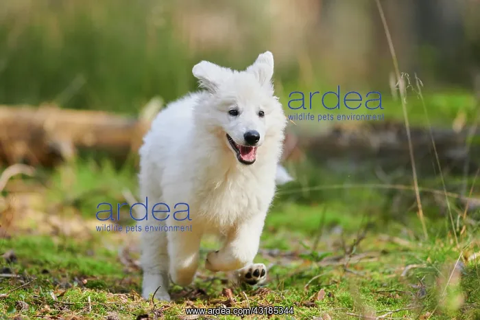 : White Swiss Shepherd Dog (Berger Blanc Suisse) puppy : White Swiss Shepherd Dog (Berger Blanc Suisse) puppy