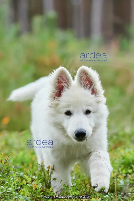 : White Swiss Shepherd Dog (Berger Blanc Suisse) puppy : White Swiss Shepherd Dog (Berger Blanc Suisse) puppy