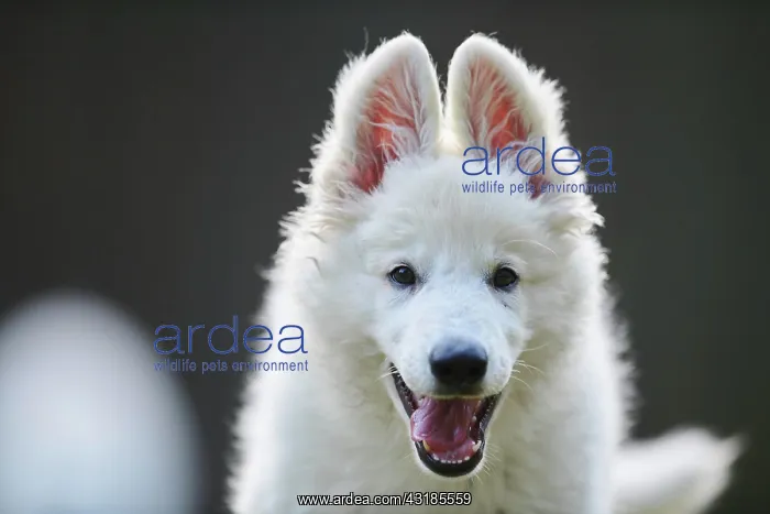 : White Swiss Shepherd Dog (Berger Blanc Suisse) puppy : White Swiss Shepherd Dog (Berger Blanc Suisse) puppy