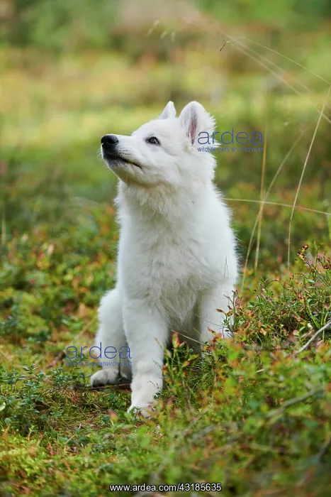  : White Swiss Shepherd Dog (Berger Blanc Suisse) puppy