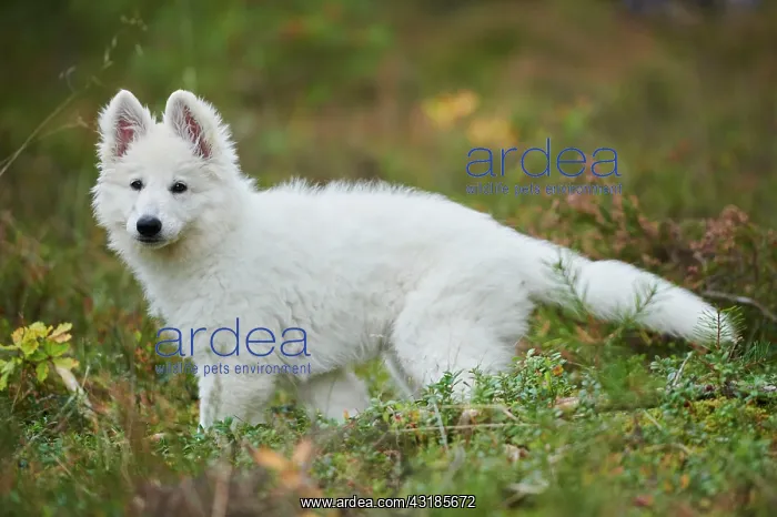 : White Swiss Shepherd Dog (Berger Blanc Suisse) puppy : White Swiss Shepherd Dog (Berger Blanc Suisse) puppy