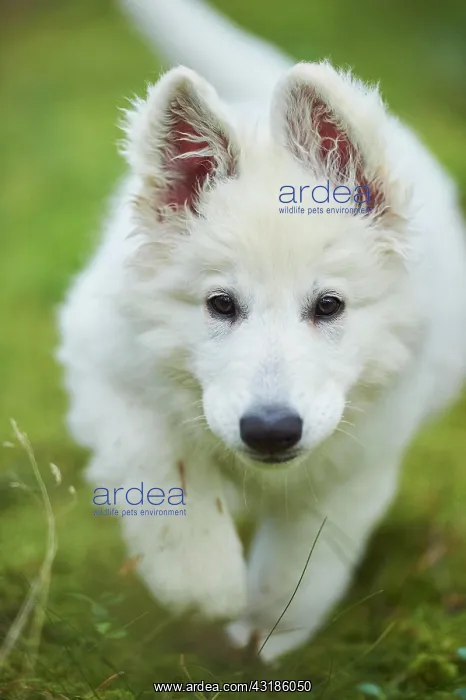 : White Swiss Shepherd Dog (Berger Blanc Suisse) puppy : White Swiss Shepherd Dog (Berger Blanc Suisse) puppy