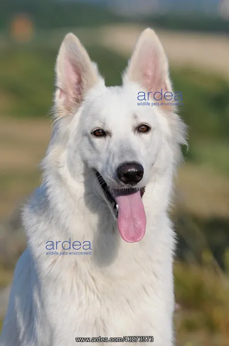 : White Swiss Shepherd Dog, bitch, animal portrait : White Swiss Shepherd Dog, bitch, animal portrait