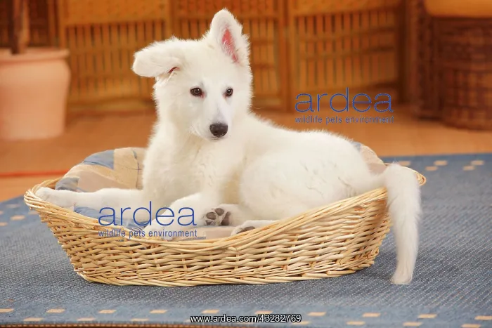 : White Swiss shepherd dog, puppy, 14 weeks, lying : White Swiss shepherd dog, puppy, 14 weeks, lying