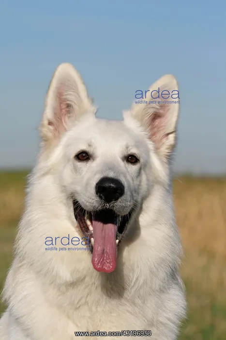 : White Swiss Shepherd, male, portrait Weisser Schweizer : White Swiss Shepherd, male, portrait Weisser Schweizer