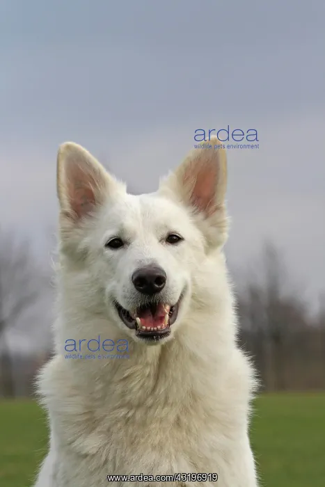 : White Swiss Shepherd, portrait Weisser Schweizer : White Swiss Shepherd, portrait Weisser Schweizer