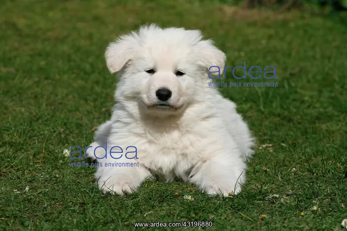 : White Swiss Shepherd puppy, 7 weeks old, lying on : White Swiss Shepherd puppy, 7 weeks old, lying on