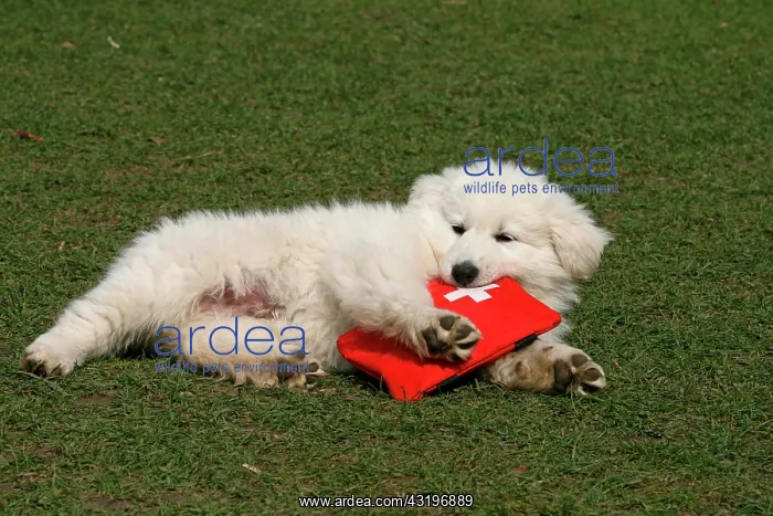 : White Swiss Shepherd puppy, 8 weeks old, lying in : White Swiss Shepherd puppy, 8 weeks old, lying in