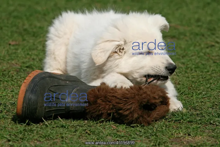 : White Swiss Shepherd puppy, 8 weeks old, playing : White Swiss Shepherd puppy, 8 weeks old, playing