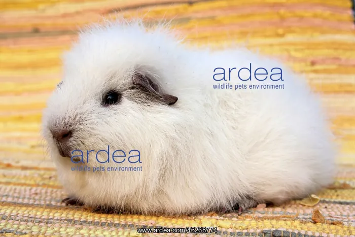 : White Swiss Teddy Guinea Pig : White Swiss Teddy Guinea Pig
