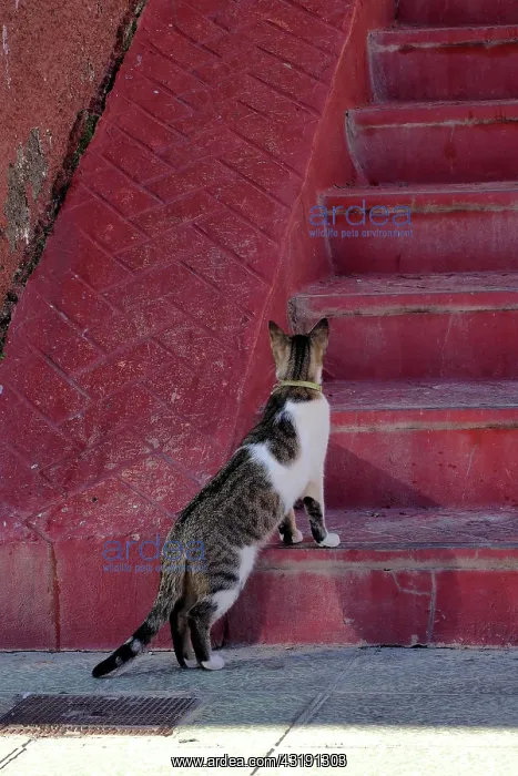  : White tabby cat in front of red stone staircase