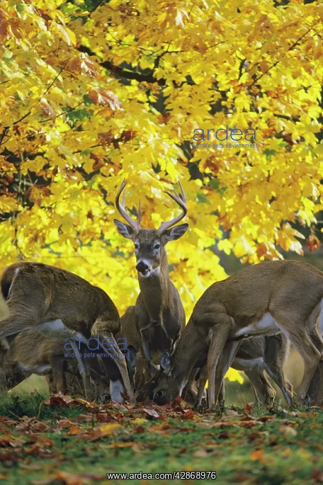  : White-tail Deer - in autumn